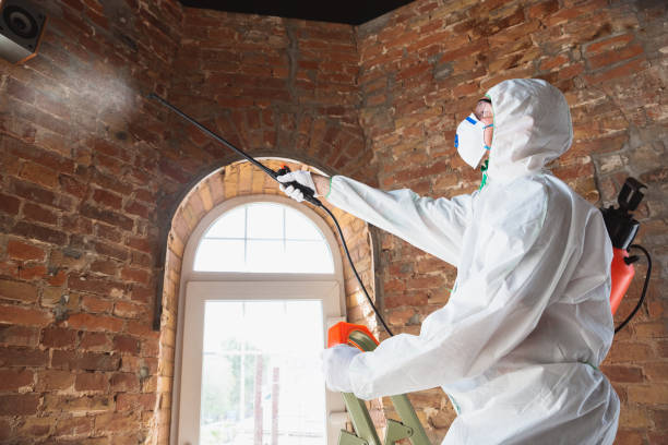 Professional Mold Removal & Remediation in Loughman, FL